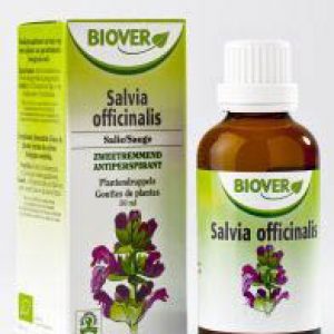 Salvia officinalis