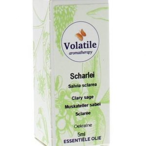 Scharlei